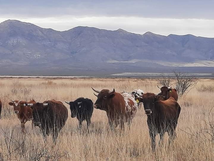 Grass Fed 1/2 Cow! with free Freezer