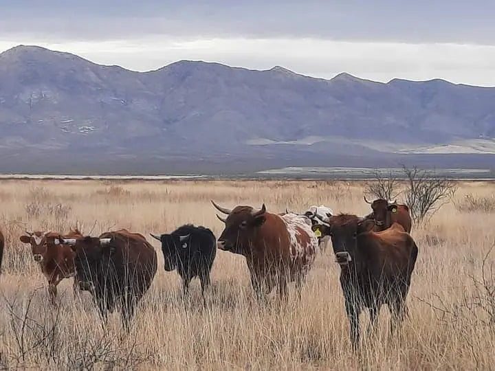 1/2 Side of Beef! with free Freezer - Diamond Spur Provisions and Meats